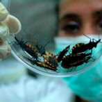 ¿Qué es la enfermedad de Chagas, de la que hay posibles casos en el país?