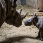 El zoológico de Chicago anuncia el nacimiento de un rinoceronte negro