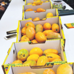 Se perdió el 45% de cosecha del mango por la sequía