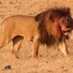 Se escapan 14 leones de Parque Nacional Kruger en Sudáfrica