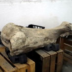 Hallan fósiles animales de entre 10,000 y 14,000 años en el centro de México