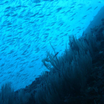 Las especies marinas podría reducirse un 17% a final de siglo por el calentamiento de los océanos