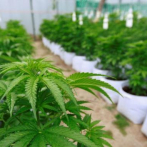 Alimentos con cannabis estarán disponibles en Canadá desde diciembre