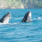 Dominicana: El país donde más cantan las ballenas