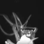 VÍDEO: Un calamar gigante, filmado en la profundidad del Golfo de México