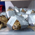 Malasia se incauta más de 5.000 tortugas bebé en el aeropuerto de Kuala Lumpur