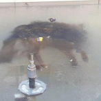 La imagen de un perro congelado en una fuente consterna en las redes sociales