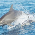 Marea roja provocó la muerte de 174 delfines en suroeste de Florida en un año