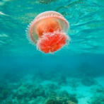 Identifican los genes relacionados con el veneno en tres especies de medusas