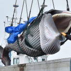Japón vuelve a cazar ballenas con fines comerciales tras más de 30 años de interrupción