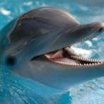 Descubren que los delfines regulan cada latido de su corazón mientras bucean