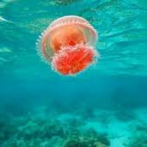 Investigadores chinos desarrollan remedio para picadura de medusa