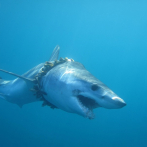 Tiburones y rayas, atrapados a centenares por el plástico en los mares