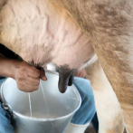 El consumo de lácteos se asocia a menor riesgo de cáncer colorrectal