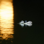 Policía de Chicago confirma que caimán vive en popular lago