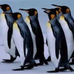 Pingüinos llenos de petróleo a causa del repostaje de barcos en el mar
