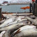 UE prohíbe pesca del bacalao en el mar Báltico hasta fin de año