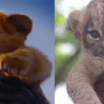 Video: Zoológico presenta al 