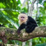 Investigadores muestran cómo los monos contribuyen a la regeneración de los bosques tropicales