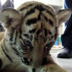 Hoy es el Día Internacional del Tigre: ¿sabes cuántos hay en el zoológico de RD?