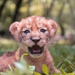 La bebé leona del Zoológico Nacional tiene nombre: Nala