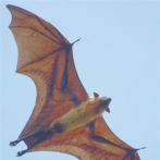 Los murciélagos utilizan las hojas como espejos para encontrar presas en la oscuridad