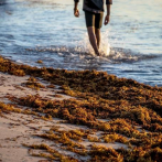 México recolecta 57.603 toneladas de algas de sargazo en playas del Caribe