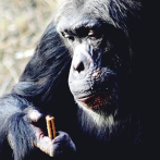 Los gorilas arriesgan sus dientes comiendo nueces