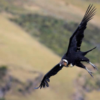 El cóndor: Un ave en peligro que sustenta la frágil relación con los Andes