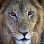 Zoológico promueve preservación del rey de la selva en Día Mundial del Léon