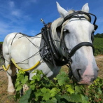 Los caballos, el futuro de los viñedos ecológicos en Francia