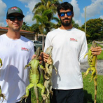 La sobrepoblación de iguanas verdes en el sur de la Florida hace que los exterminadores no den abasto