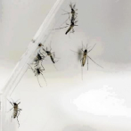 El dengue golpea con más virulencia de lo normal en Centroamérica y el Caribe este año