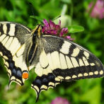 El secreto para evitar falsificaciones podría estar en las alas de la mariposa