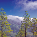 Tamadaba: El pinar de Gran Canaria