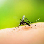 Cuba se encomienda a una bacteria para acabar con el dengue