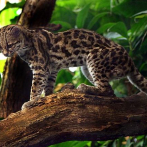 Estas son algunas de las especies más amenazadas por los incendios en la Amazonía