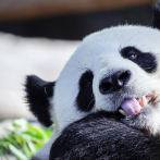 Una osa panda da a luz a dos gemelos en el zoo de Berlín