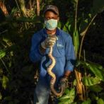 Animales silvestres como mascotas, la amenaza para la fauna en Colombia