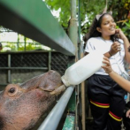 Zoológico de Nicaragua recibe a hipopótamo que disfruta la compañía de la gente