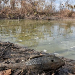 Cinco indígenas mueren al comer pescado contaminado en Amazonía en Perú