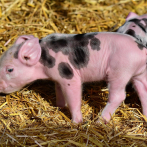 Chinos trasplantan con éxito riñón genéticamente modificado de cerdo a cuerpo humano