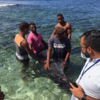 Pescadores rescatan ballena bebé de arrecifes en La Romana