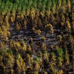 Incendios en Colombia han consumido este año 120.000 hectáreas de bosques