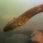 Descubren en la Amazonía la especie de anguila eléctrica más potente
