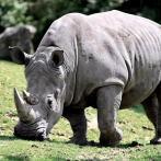 Nace la primera cría de rinoceronte blanco lograda en Cuba en más de 15 años