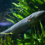 Nuevas especies de anguilas eléctricas