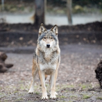 La desaparición de una loba embarazada genera revuelo en Bélgica