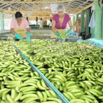 Entidades venderán los plátanos a siete pesos a partir de hoy