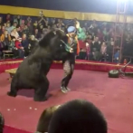 Oso de circo ataca a su entrenador en pleno show en Rusia